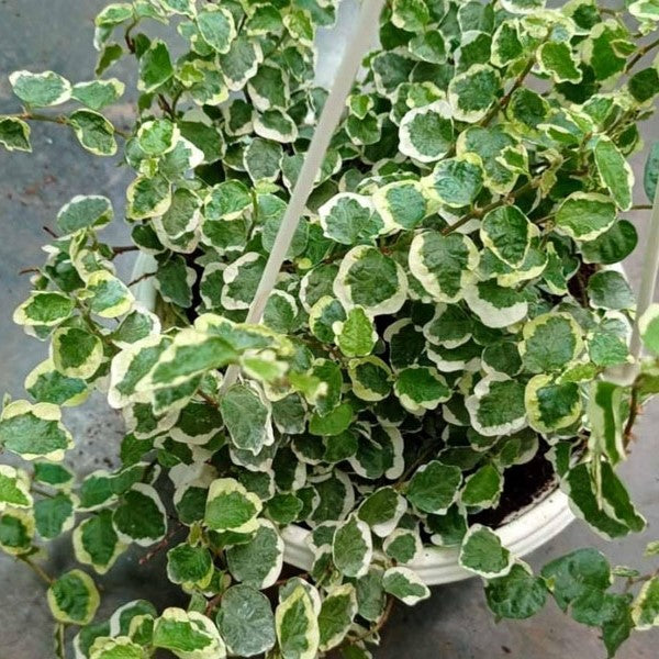 Ficus repens (pumila) variegata - Variegated Creeping Fig