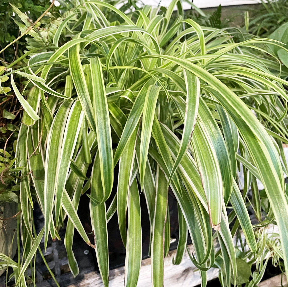 Chlorophytum comosum 'Spider Plant