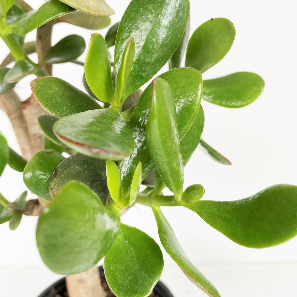 Crassula ovata Jade Money Plant Lucky Plant Succulent